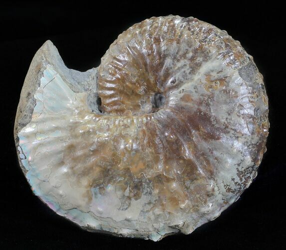Discoscaphites Gulosus Ammonite - South Dakota #60239